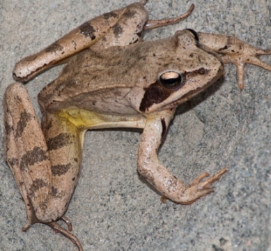 Rana lago brasimone - Rana dalmatina